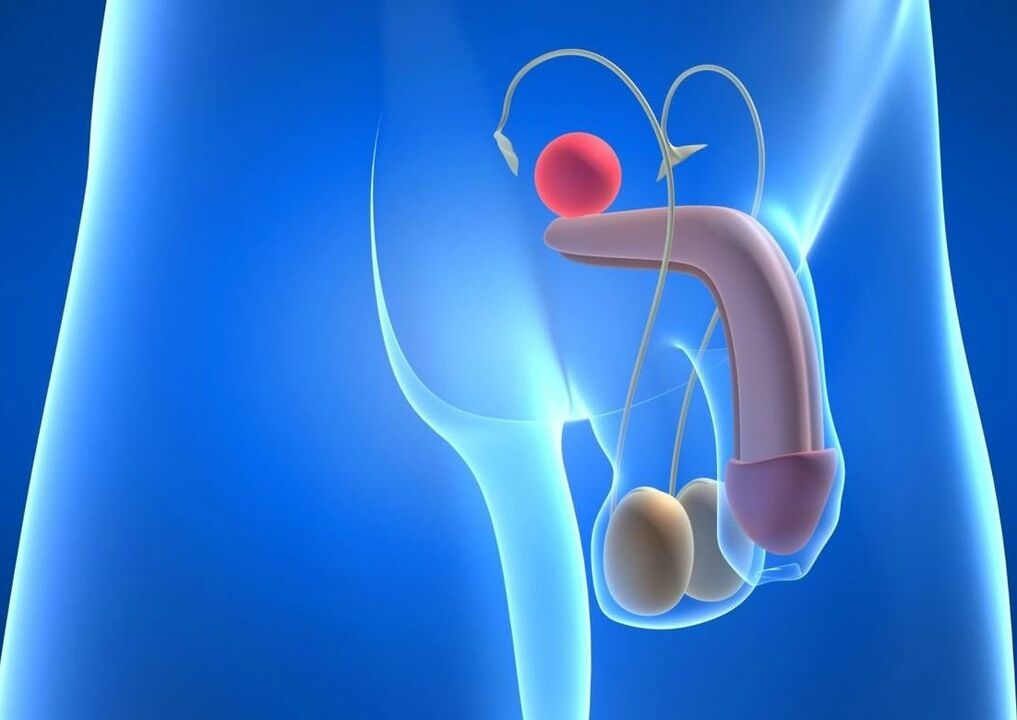 The structure of the penis and ways to enlarge it